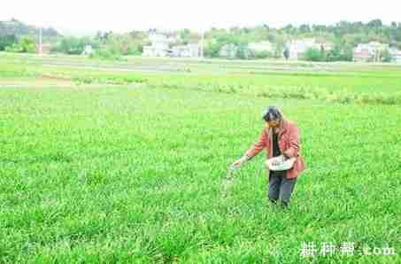 种植露地韭菜怎么样施肥浇水(种植露地韭菜怎么样施肥浇水好)